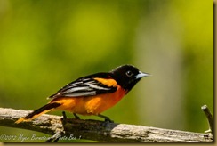 Baltimore Oriole