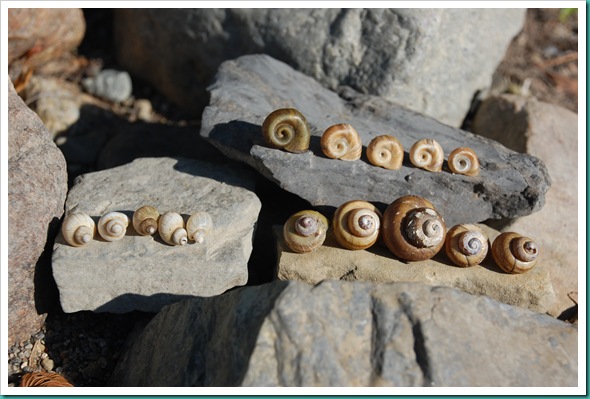 Shells