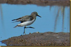 White-rumped Sandpiper-D7K_5394 October 07, 2011 NIKON D7000