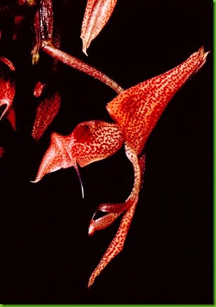 OR Gongora_latisepala OR Gongora_latisepala