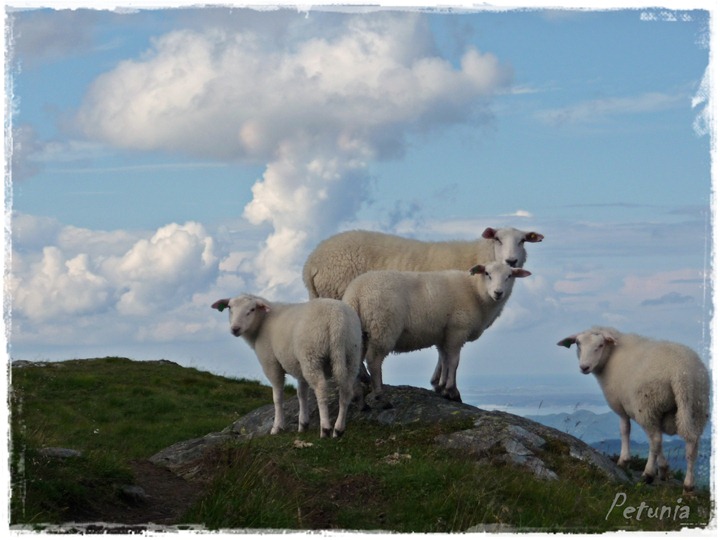 Himmelsk 96 Himmelsk 96