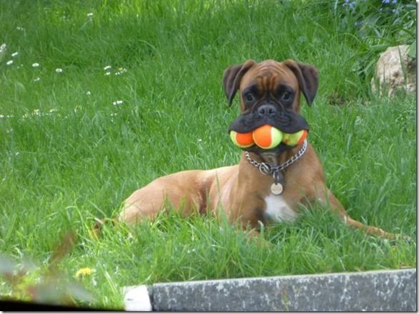 funny-animals-cute-1