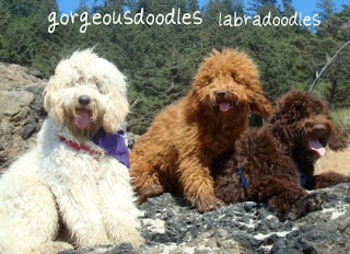 Labradoodles, cream buff,  red, and chocolate coats. 
Australian Labradoodle Breeders.