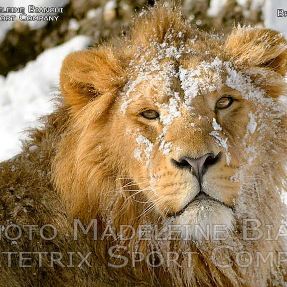 INDIAN LIONS IN THE COLD
