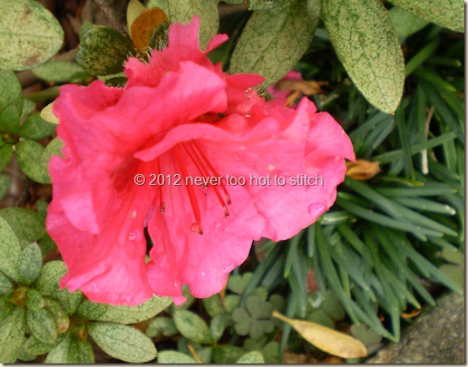 2012 winter azalea 2012 winter azalea