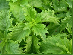 Basil Serrata Basil Serrata