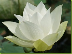 loto blanco