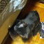 cats_reneseme_2011_06_10_09.jpg