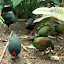 Crested Wood Partridge:  They live in tropical lowland forests, using their feet to probe the forest for seeds, fruits, vegetation and insects.