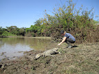 Hails sneaking up on a sunbathing alligator.