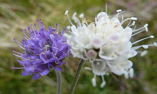 [blue%2520and%2520white%2520scabious%255B3%255D.jpg]