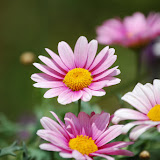 Natur_2010