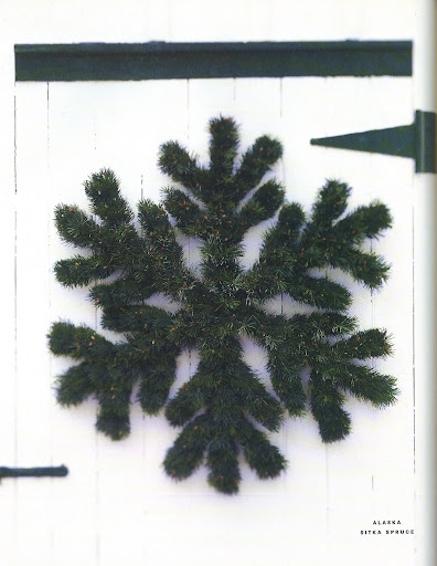 Alaska Sitka Spruce Wreath: You'd expect Alask'as state tree to be as strong and as indomitable as a Siberian husky, and you would be right. The sitka spruce is one of the world's most imposing trees, growing to a height of two hundred feet and living as long as six hundred years. Alaska Sitka Spruce Wreath: You'd expect Alask'as state tree to be as strong and as indomitable as a Siberian husky, and you would be right. The sitka spruce is one of the world's most imposing trees, growing to a height of two hundred feet and living as long as six hundred years.