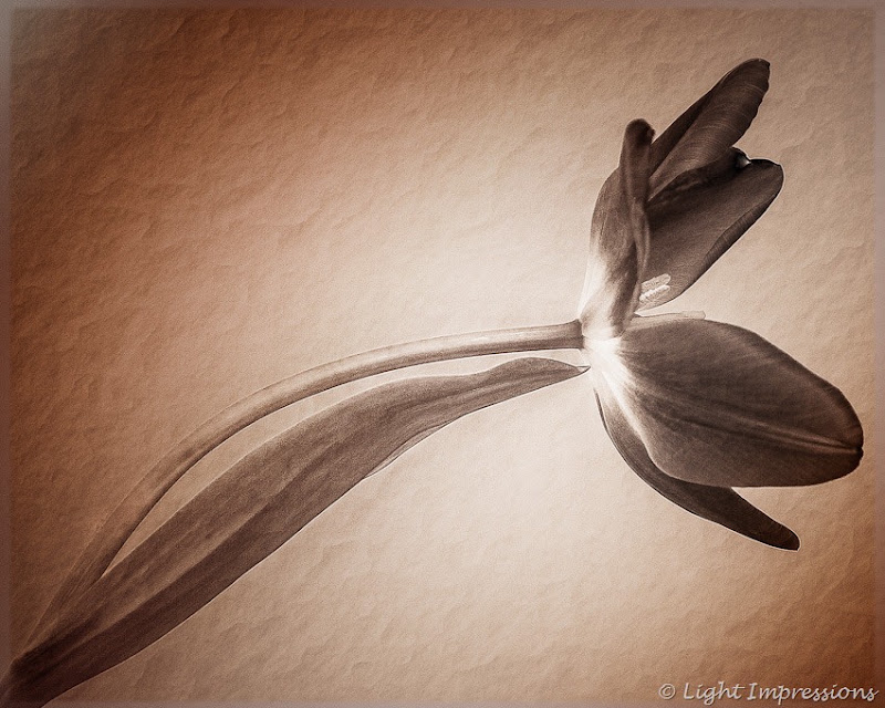 Light Impressions-Tulip