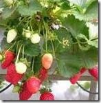 Cara bertanam strawberry Cara bertanam strawberry