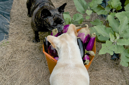 Sharkey, this is a large quantity of assorted varieties of eggplant. Eggplant is delicious grilled, in parmesan, moussaka, ratatouille, and baba ganoush. Sharkey, this is a large quantity of assorted varieties of eggplant. Eggplant is delicious grilled, in parmesan, moussaka, ratatouille, and baba ganoush.