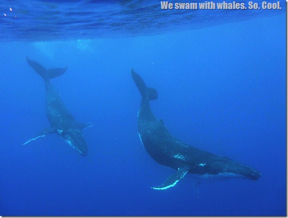 whales in niue