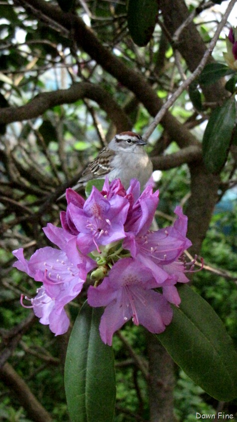 [Birds%2520at%2520window_026%255B6%255D.jpg]