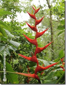 Helicônia Helicônia