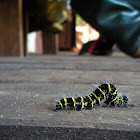 Caterpillar