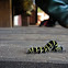 Caterpillar