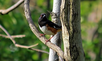 Eastern Towhee April Eastern Towhee April