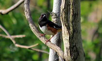 Eastern Towhee April