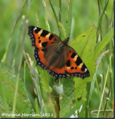 small-tortoiseshell