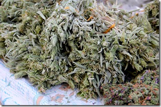 Sideritis clandestina Sideritis clandestina
