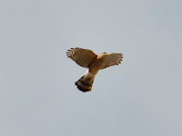 DSC_7155.jpg