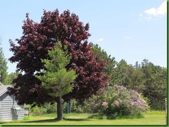 IMG_4853 IMG_4853