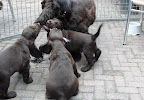 Moeder speelt met haar pups.