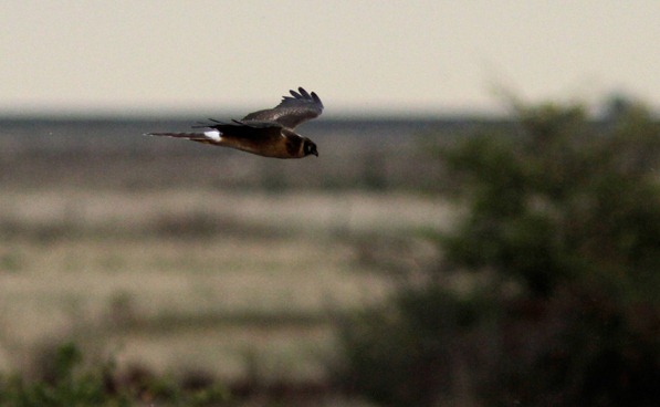 11_09_26_cliffe_007_pallid_harrier