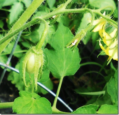 garden1