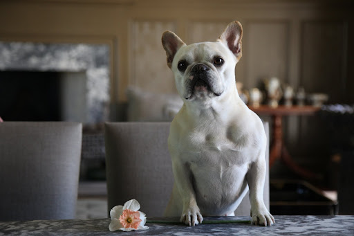 And here's a special daffodil from me to you!  You see, it's both white like my coat and pink like my beauty marks.