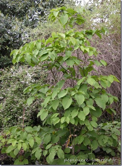 Viburnum-furcatum-pied-Medium- Viburnum-furcatum-pied-Medium-