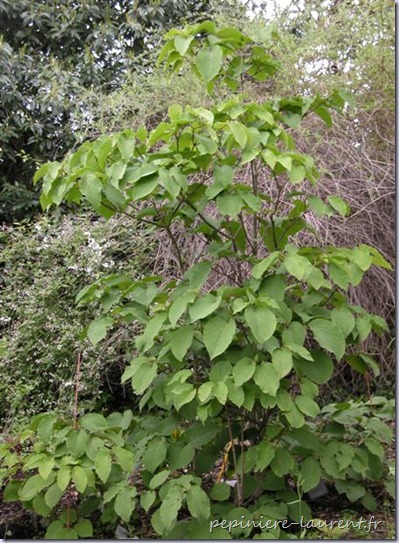 Viburnum-furcatum-pied-Medium-