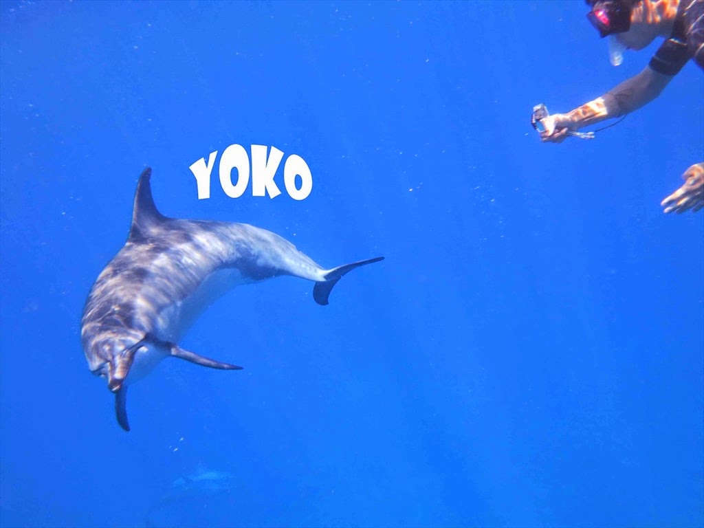 [Yokosan-dolphin2%255B4%255D.jpg]