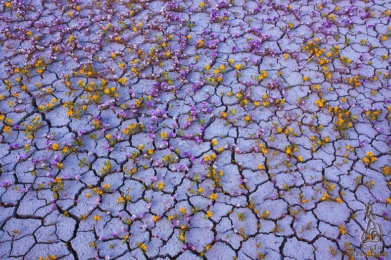 سجادة الزهور البرية في صحراء كولورادو Colorado-wildflowers-3%25255B2%25255D