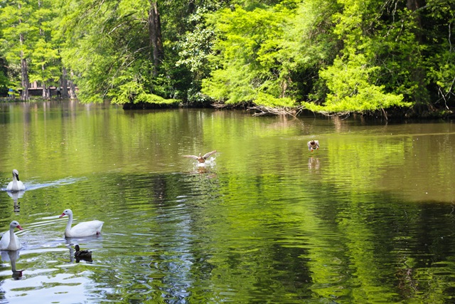 [DucksInFlight%2520%25281%2520of%25201%2529%255B4%255D.jpg]
