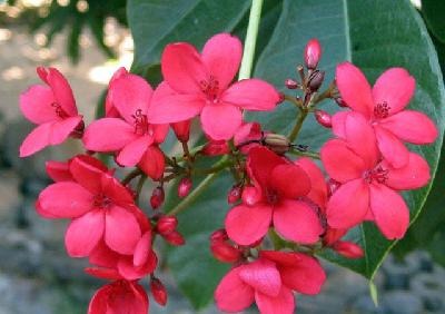 [yatrofa%255B4%255D.jpg]