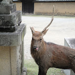  in Nara, Japan 