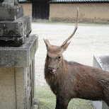  in Nara, Osaka, Japan