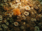 West Hurker: colourful anemones adorn the sides of the gully