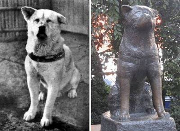 6- O cão Hachiko, da raça Akita 6- O cão Hachiko, da raça Akita