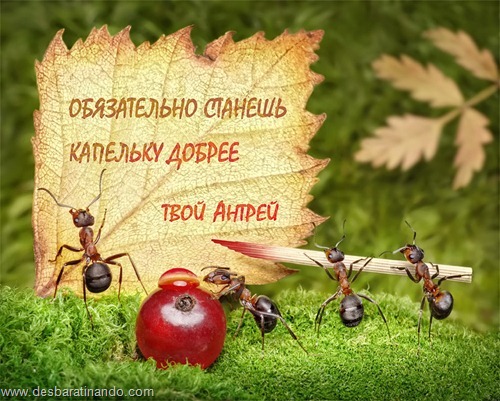 formigas inacreditaveis incriveis desbaratinando (3) formigas inacreditaveis incriveis desbaratinando (3)