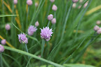 Chive and allium are very similar in color and shape.  These chive flowers will also be beautiful round spheres when fully opened.