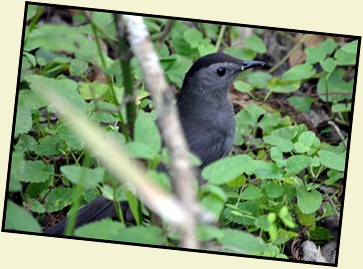 08 - Animals - Gray Catbird
