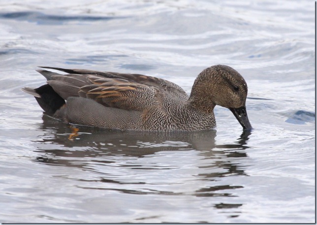 gadwall