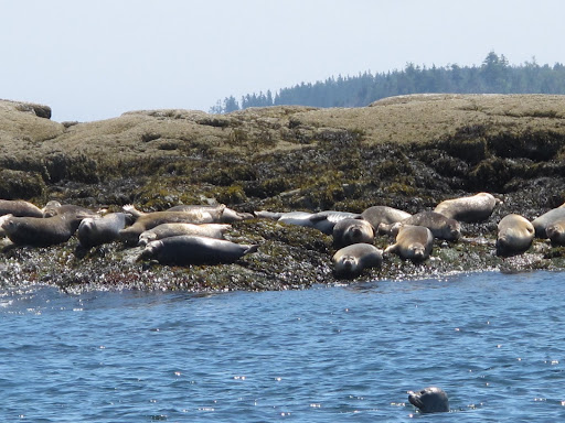 A colony of seals